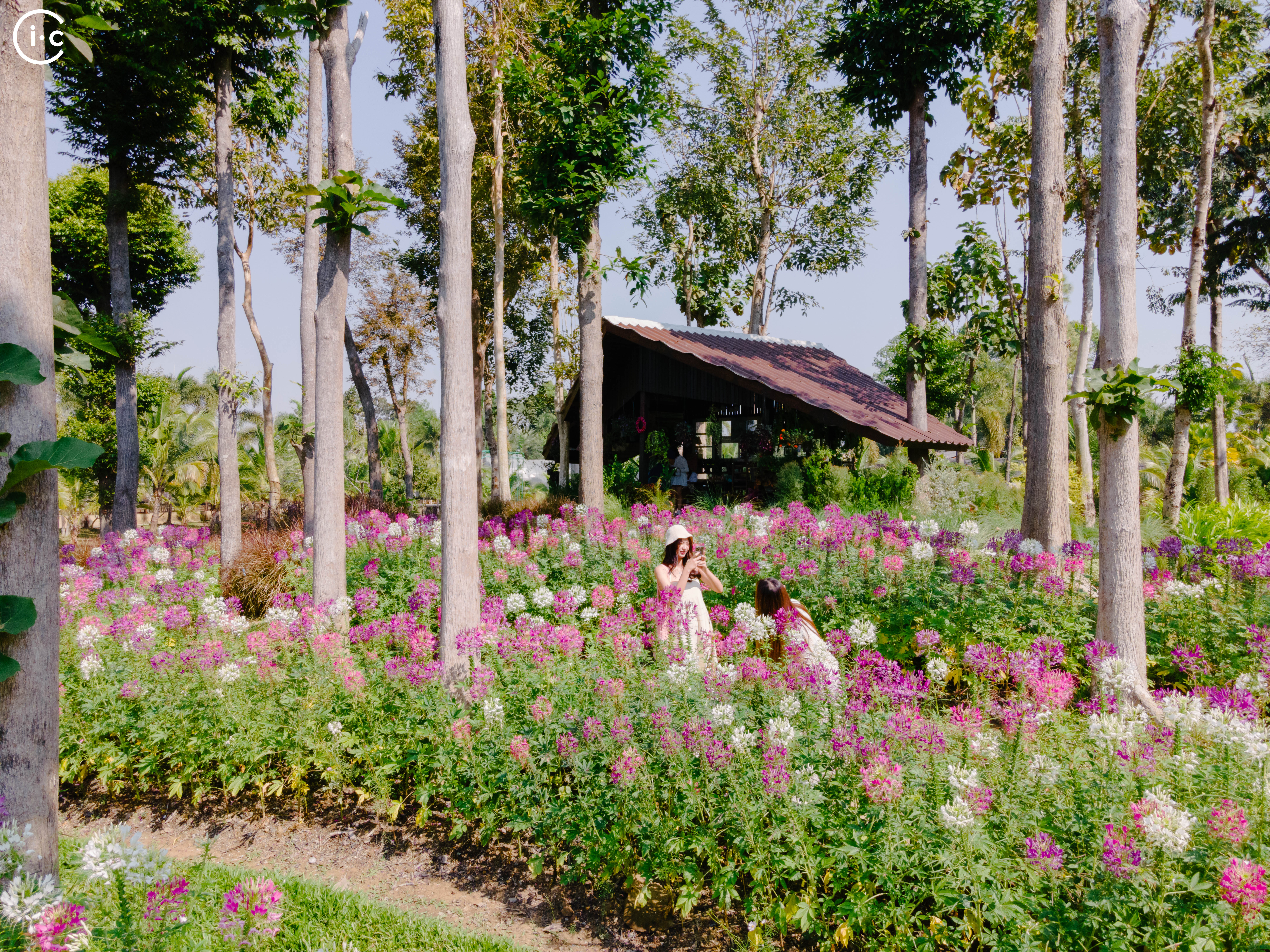 ทุ่งดอกไม้และบ้านไทย
